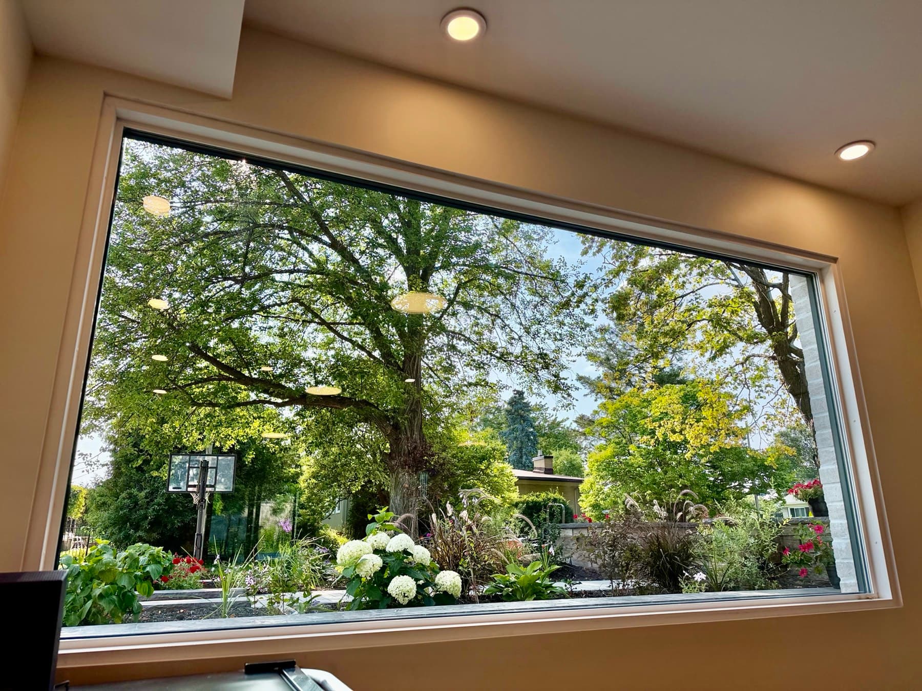 A wide window looking out onto mature trees and a garden with white hydrangeas
