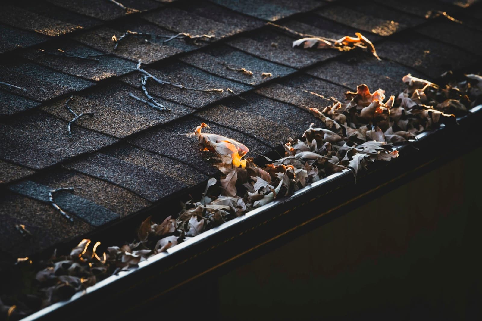 An eavestrough full of fall leaves along the edge of a shingled roof